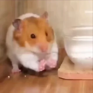 🐹