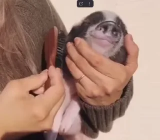 🐷