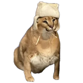 🪖
