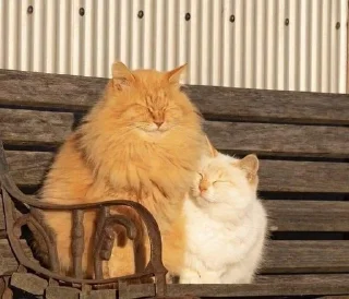 ☀️