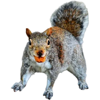 🐿️