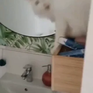 🐈