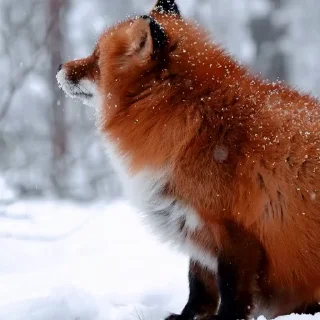 🤩