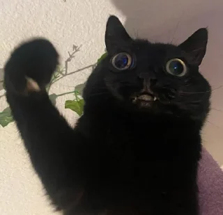 ✊