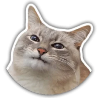 @psyhooshka разбить для срачей