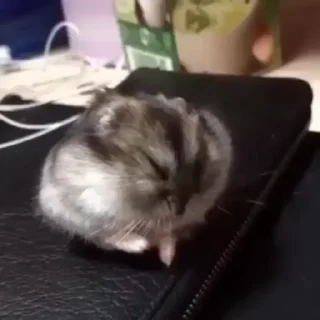 🐹