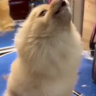 🤩
