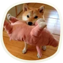 🐷