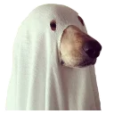 👻