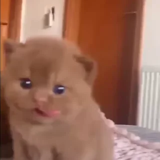 🥺