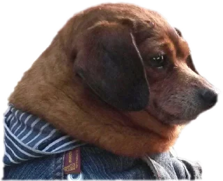 🌭