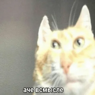 😾