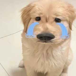 🐶