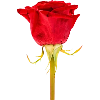 🌹