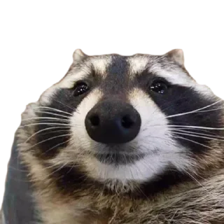 🦝