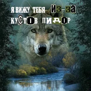 🐺