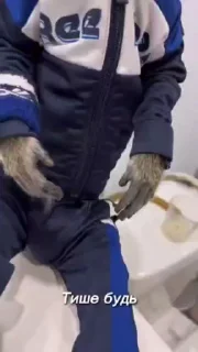 😼