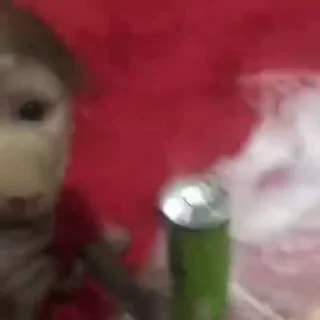 🐵