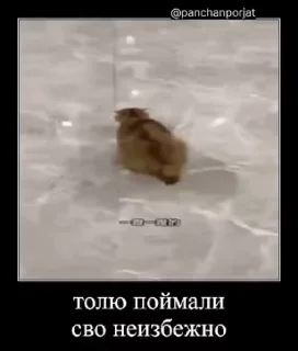 🇷🇺