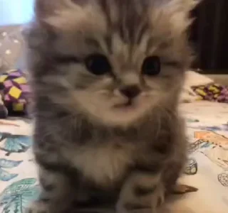 💋