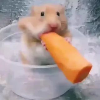 🐹