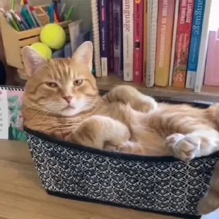 🤩