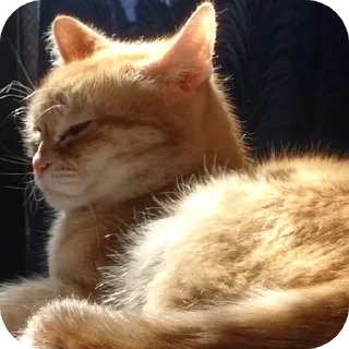 🐱