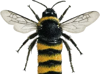 Bumblebee @stickersb2b