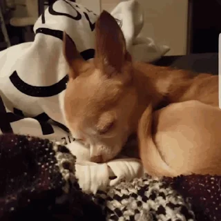 🐕