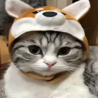 🐾