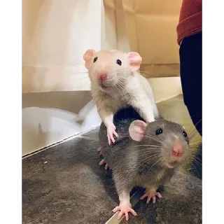 🥰
