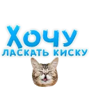 🐱