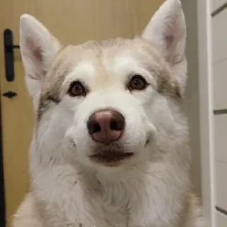 🌟