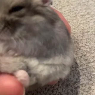 🐭