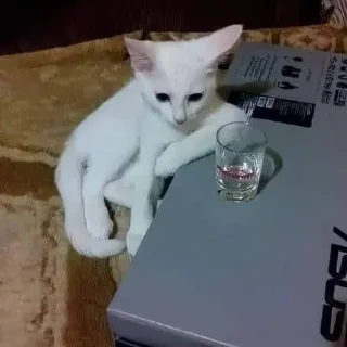 🐈