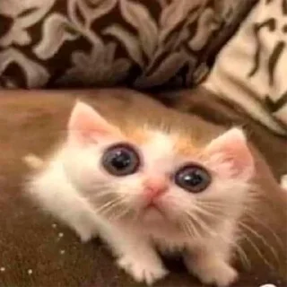 🥺