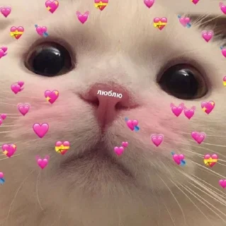 🌟