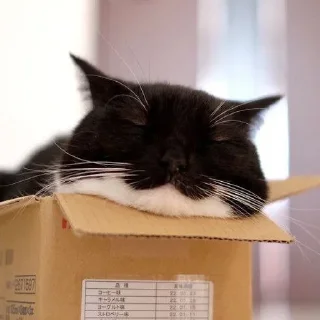 😴
