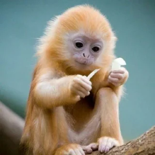 🐒