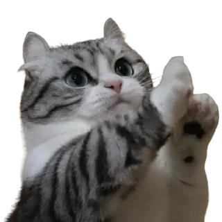 😺
