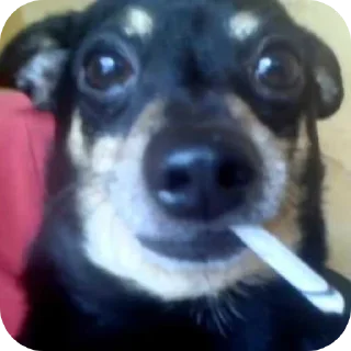 🐶