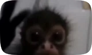 🐵
