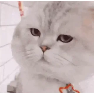 🐈