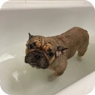🐶