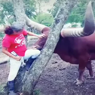 🐂