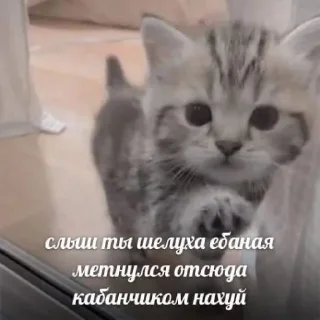 ✌