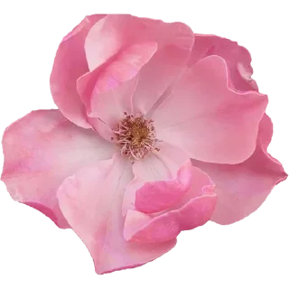🌸