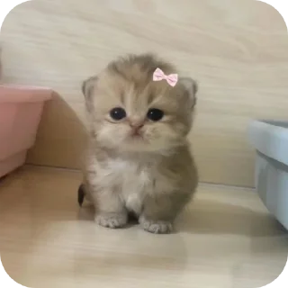 🐱