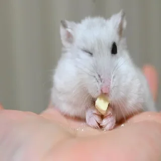 🐹