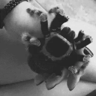🕷